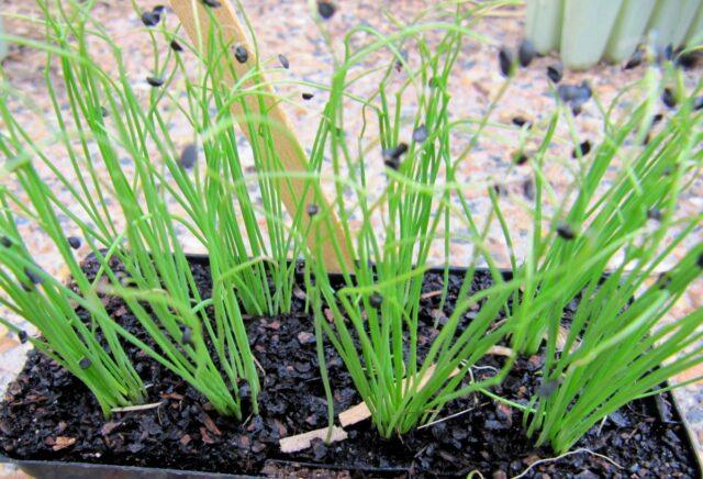 Bulb onion Danilovsky 301: variety description, reviews, how to grow from seeds