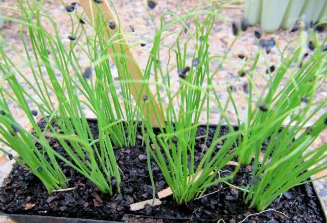 Bulb onion Danilovsky 301: variety description, reviews, how to grow from seeds