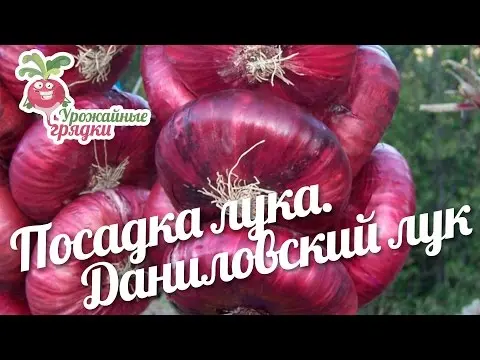 Bulb onion Danilovsky 301: variety description, reviews, how to grow from seeds