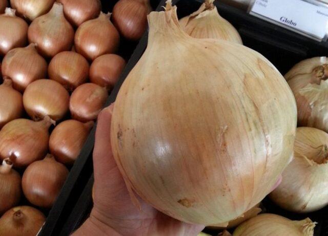 Bulb onion Globo: description, planting for seedlings, care, top dressing