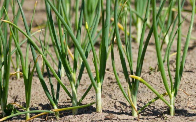 Bulb onion Globo: description, planting for seedlings, care, top dressing