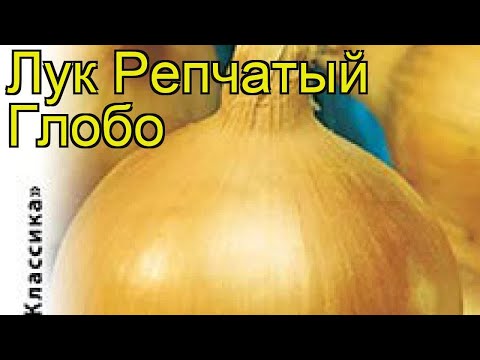 Bulb onion Globo: description, planting for seedlings, care, top dressing