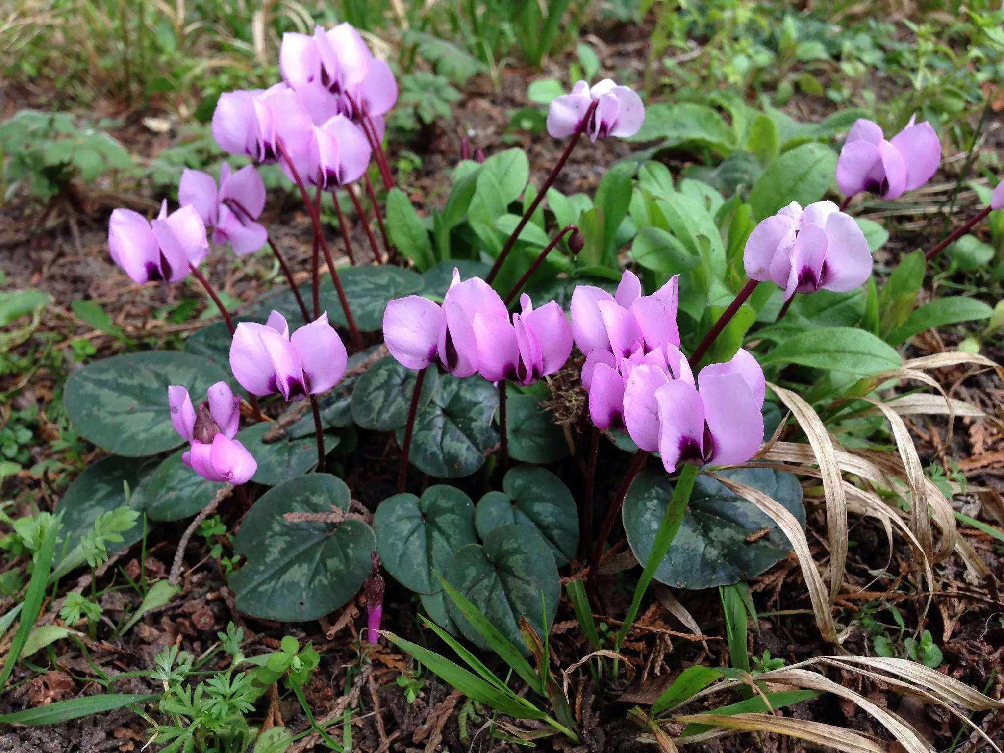 Bulbous flowers for the garden (primroses, summer, with an autumn flowering period) and at home + use in landscape design