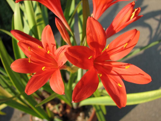 Bulbous flowers for the garden (primroses, summer, with an autumn flowering period) and at home + use in landscape design