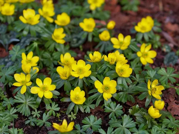 Bulbous flowers for the garden (primroses, summer, with an autumn flowering period) and at home + use in landscape design