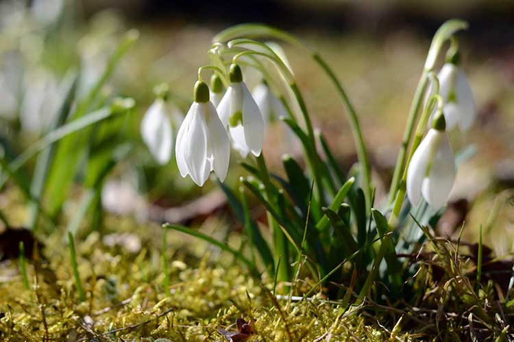 Bulbous flowers for the garden (primroses, summer, with an autumn flowering period) and at home + use in landscape design