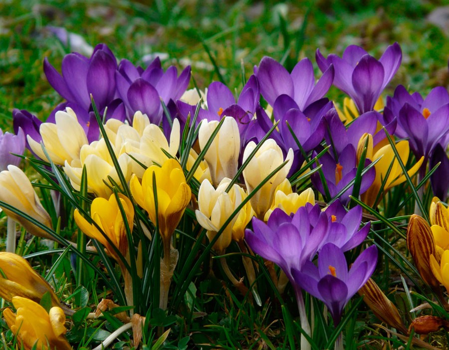 Bulbous flowers for the garden (primroses, summer, with an autumn flowering period) and at home + use in landscape design