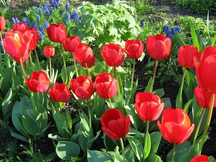 Bulbous flowers for the garden (primroses, summer, with an autumn flowering period) and at home + use in landscape design