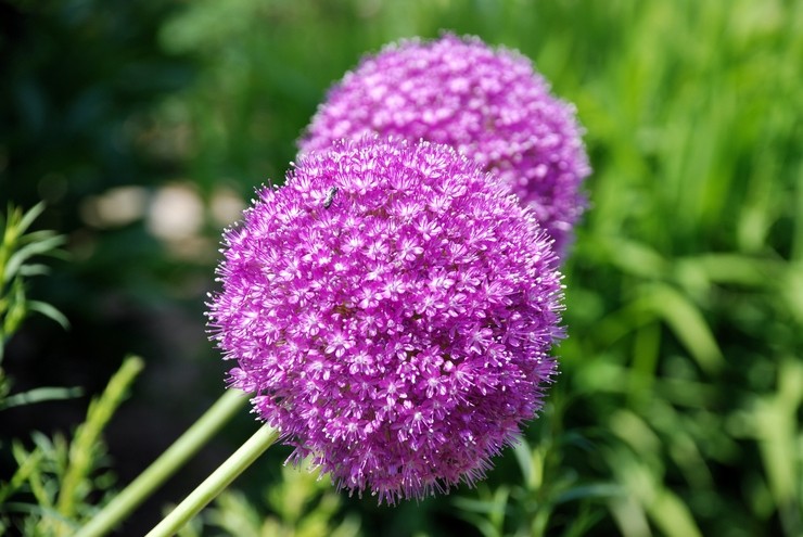 Bulbous flowers for the garden (primroses, summer, with an autumn flowering period) and at home + use in landscape design