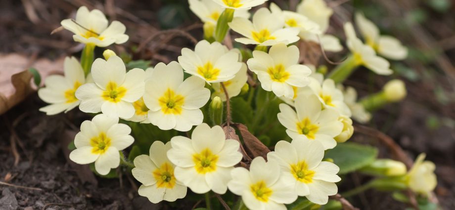 Bulbous flowers for the garden (primroses, summer, with an autumn flowering period) and at home + use in landscape design