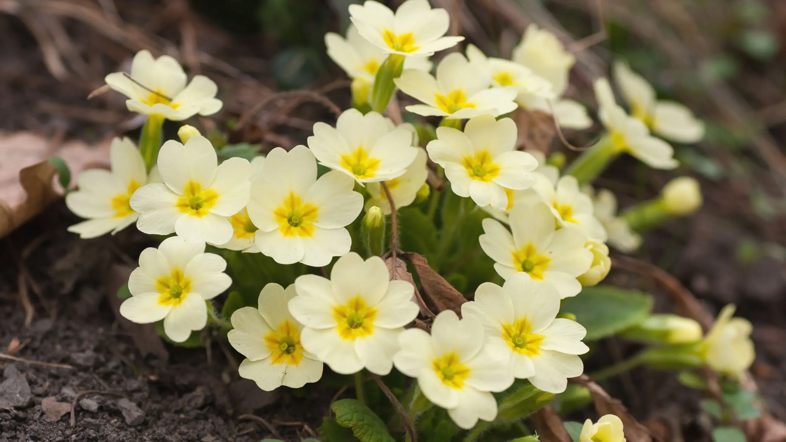 Bulbous flowers for the garden (primroses, summer, with an autumn flowering period) and at home + use in landscape design