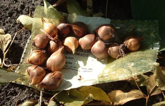 Bulbous iris: varieties with photos, names and descriptions, planting and care