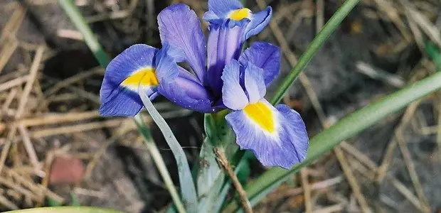 Bulbous iris: varieties with photos, names and descriptions, planting and care