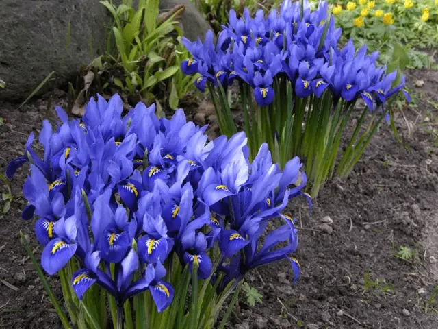 Bulbous iris: varieties with photos, names and descriptions, planting and care