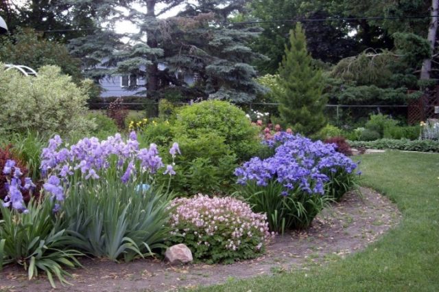 Bulbous iris: varieties with photos, names and descriptions, planting and care