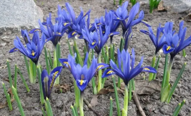 Bulbous iris: varieties with photos, names and descriptions, planting and care