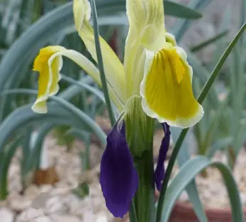 Bulbous iris: varieties with photos, names and descriptions, planting and care