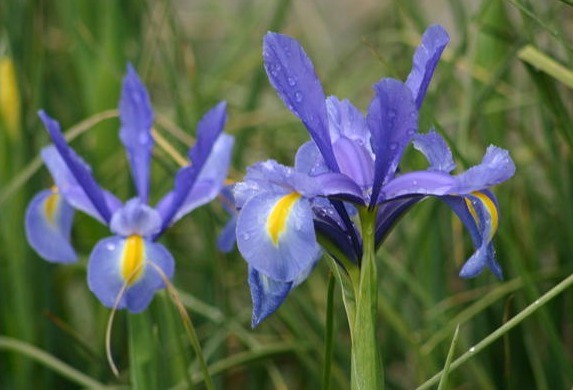 Bulbous iris: varieties with photos, names and descriptions, planting and care