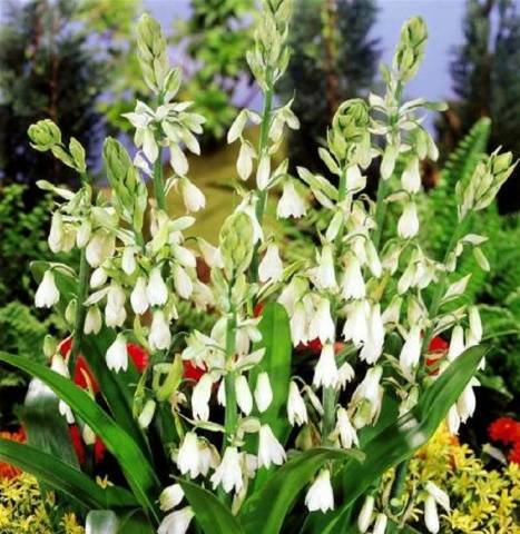 Bulbous perennial flowers: photo with name 