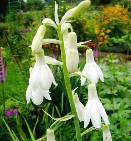 Bulbous perennial flowers: photo with name 