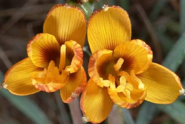 Bulbous perennial flowers: photo with name 