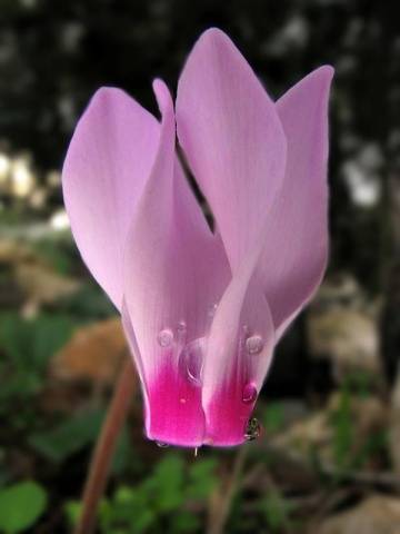 Bulbous perennial flowers: photo with name 