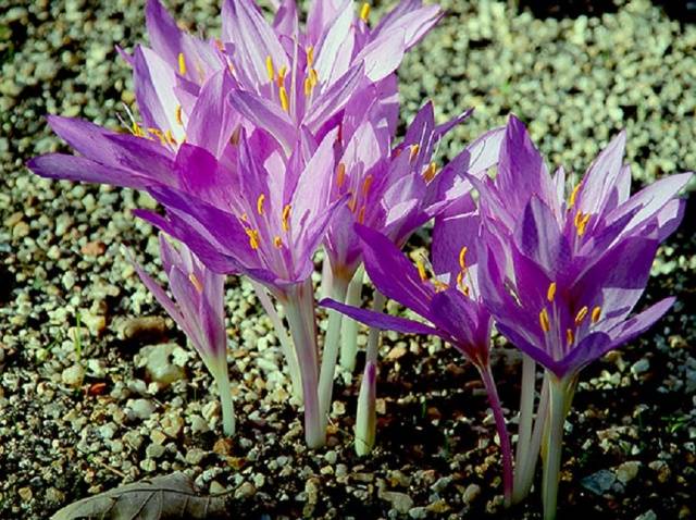 Bulbous perennial flowers: photo with name 