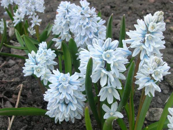 Bulbous perennial flowers: photo with name 