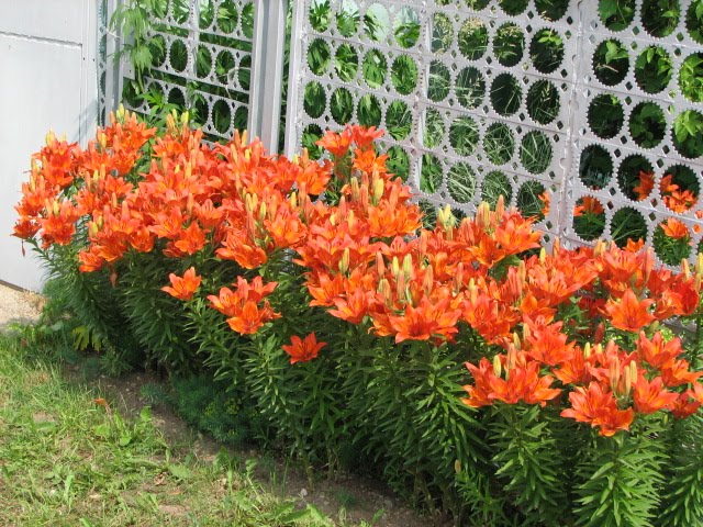 Bulbous perennial flowers: photo with name 