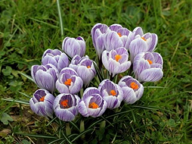 Bulbous perennial flowers: photo with name 