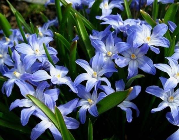 Bulbous perennial flowers: photo with name 