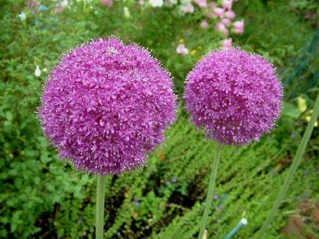 Bulbous perennial flowers: photo with name 