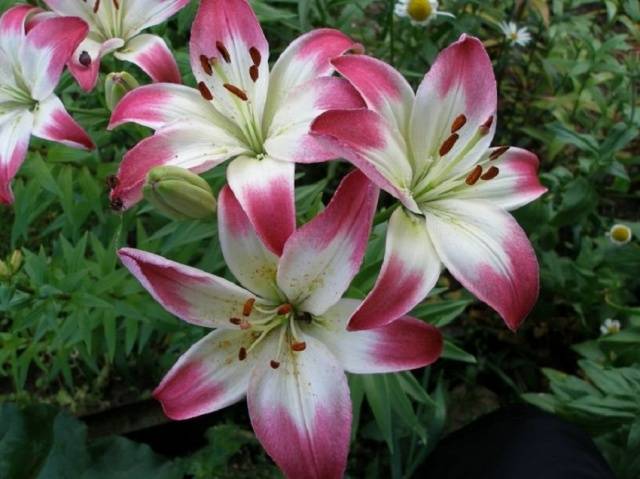 Bulbous perennial flowers: photo with name 