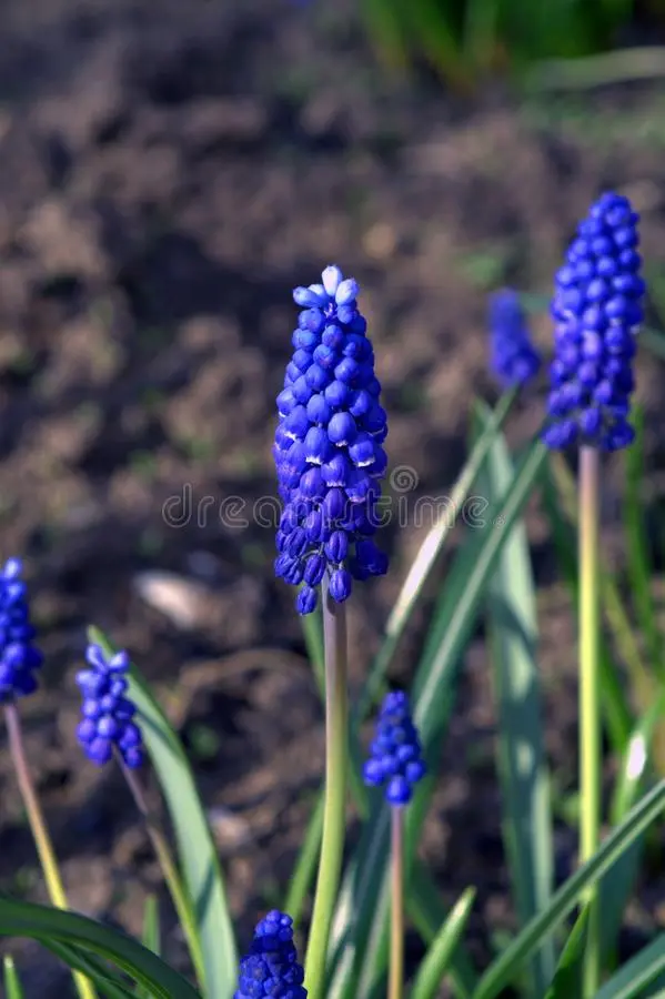 Bulbous perennial flowers: photo with name 