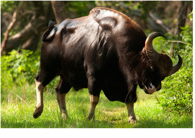 bull gaur