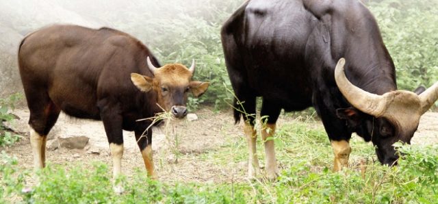 bull gaur