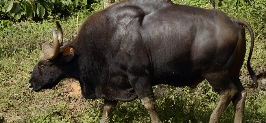 bull gaur