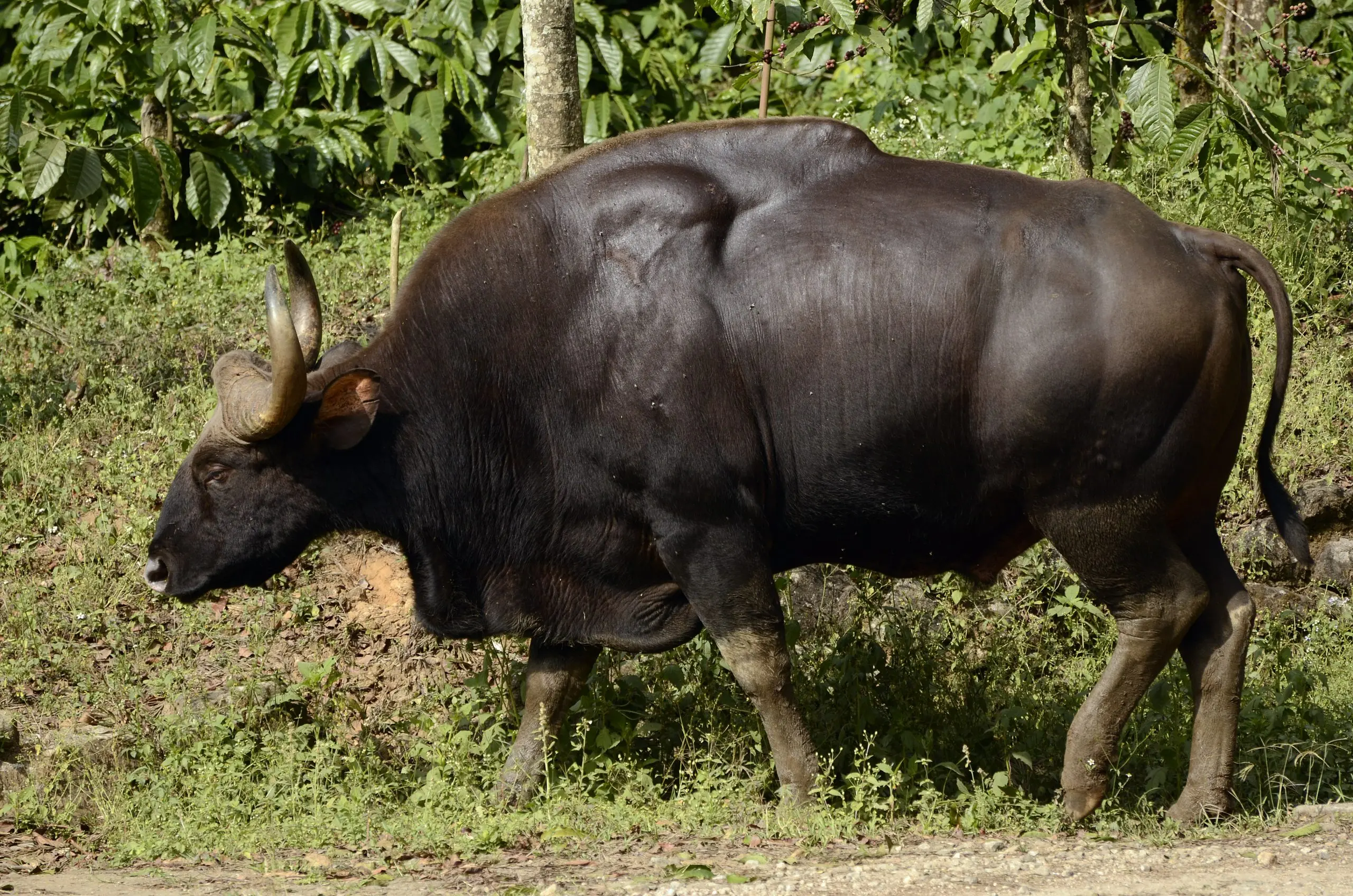 bull gaur