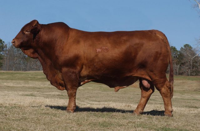 Bull inseminator: photo and selection rules