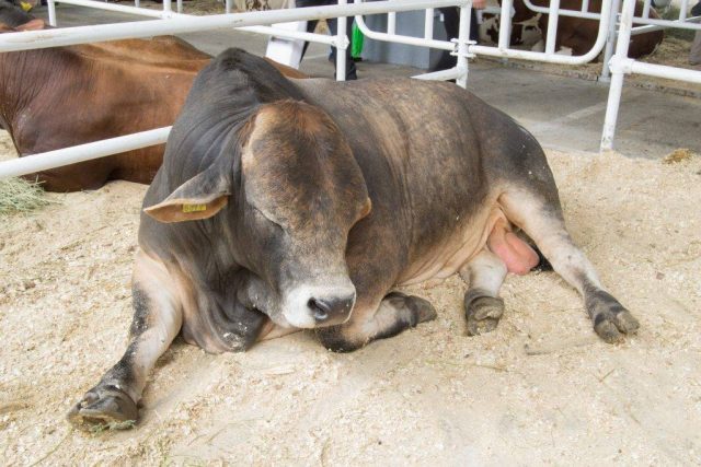 Bull inseminator: photo and selection rules