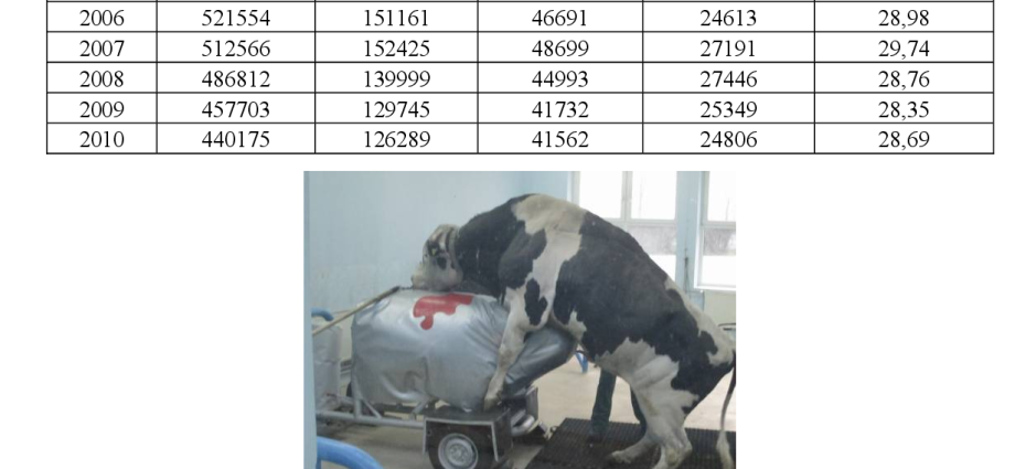 Bull inseminator: photo and selection rules