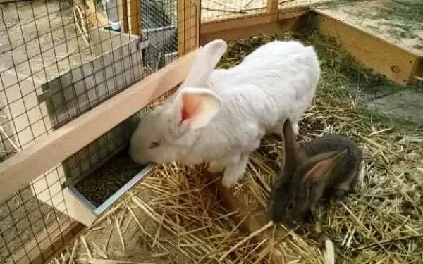 Bunker feeder for rabbits with their own hands + drawings