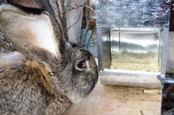 Bunker feeder for rabbits with their own hands + drawings