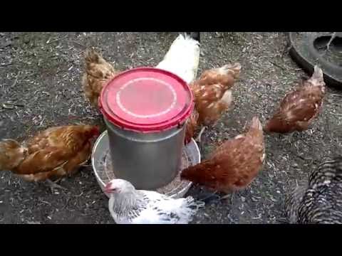 Bunker feeders for chickens