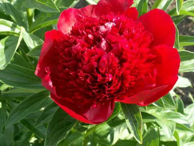 Burgundy peonies: photo of flowers with a name