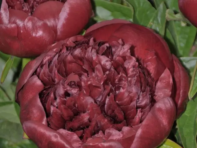 Burgundy peonies: photo of flowers with a name