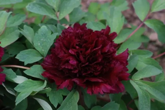 Burgundy peonies: photo of flowers with a name