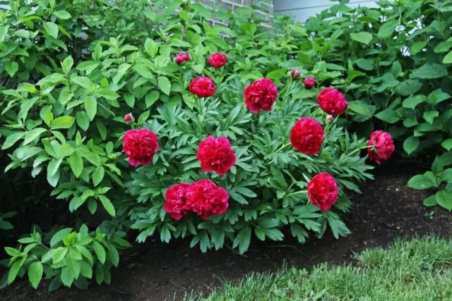 Burgundy peonies: photo of flowers with a name