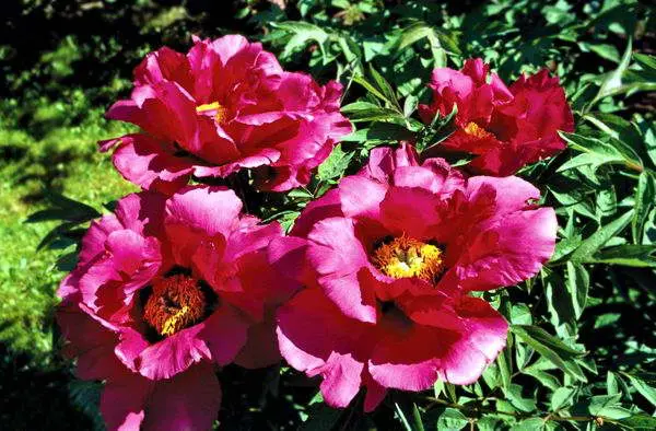 Burgundy peonies: photo of flowers with a name