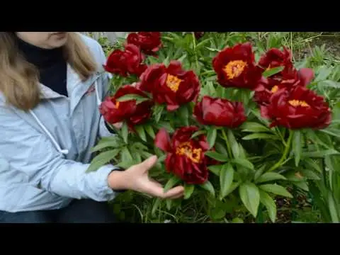 Burgundy peonies: photo of flowers with a name